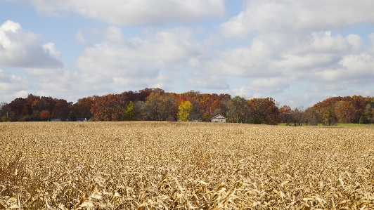 Landscape forest grass horizon Photo