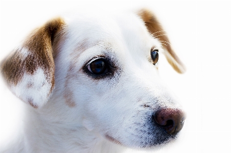 Hair white puppy dog Photo