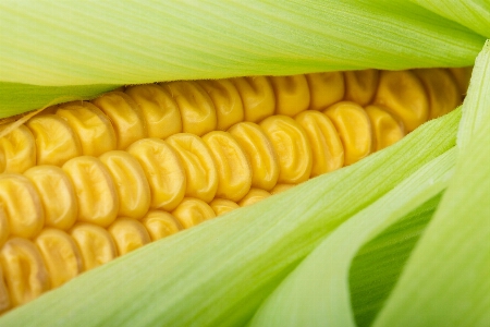 自然 植物 粒 甘い 写真