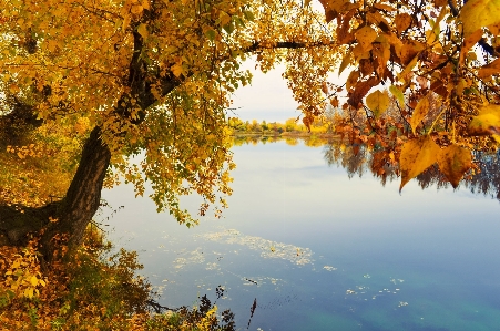 Landscape tree water nature Photo