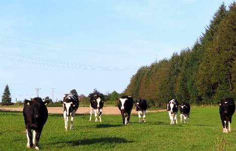 Farm cow pasture livestock Photo