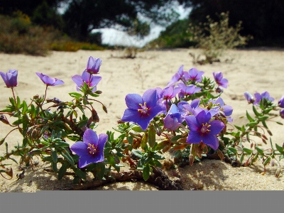 Foto Playa florecer planta provenir