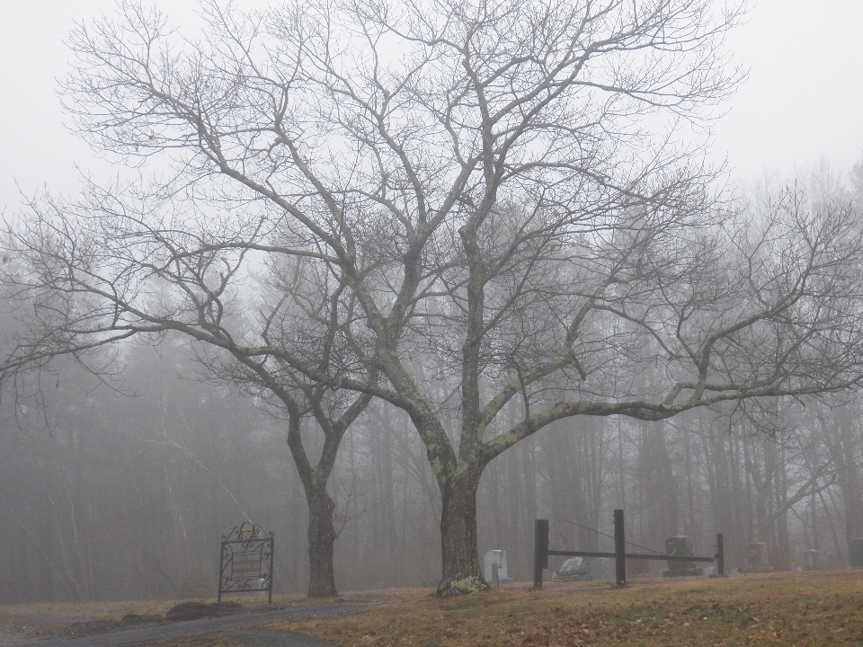 árbol rama nieve invierno