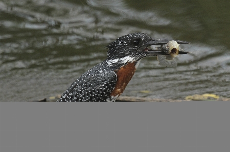 Bird wing wildlife beak Photo