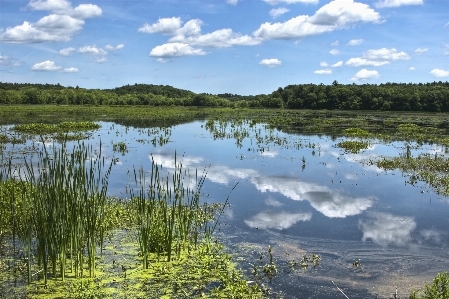 Landscape tree water nature Photo