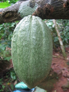 Foto Tanaman buah manis daun