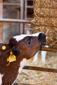 干し草 農場 動物 田舎 写真