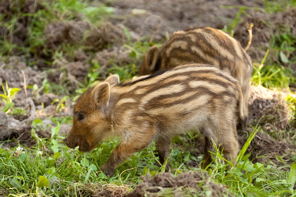 Herbe cheveux animal mignon