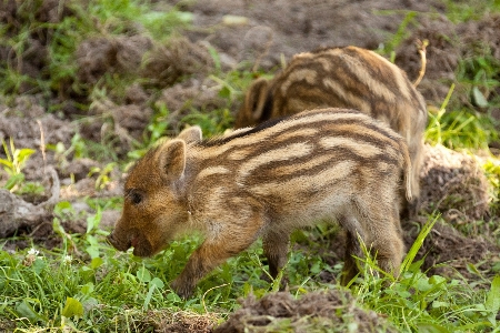 Foto Rumput rambut satwa imut-imut