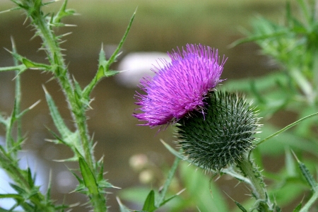 Blossom plant prairie stem Photo