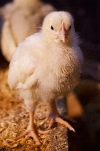 Bird wing farm animal Photo