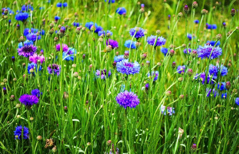 Landschaft natur gras blüte