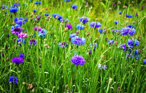 Landscape nature grass blossom Photo