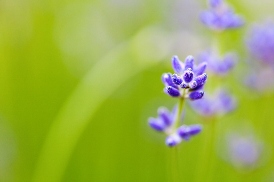 Nature plant flower purple