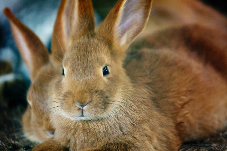 動物 かわいい 見ている 野生動物 写真