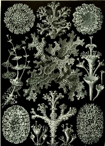 Foto Bianco e nero
 fiore modello pizzo
