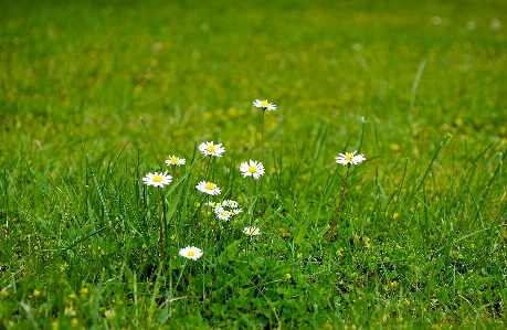 Nature grass plant sunshine Photo