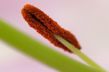 手 植物 写真撮影 葉 写真