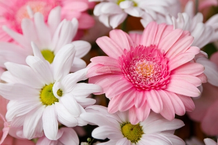 Blossom plant bunch flower Photo