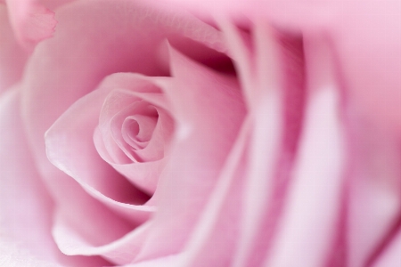 Blossom plant photography flower Photo