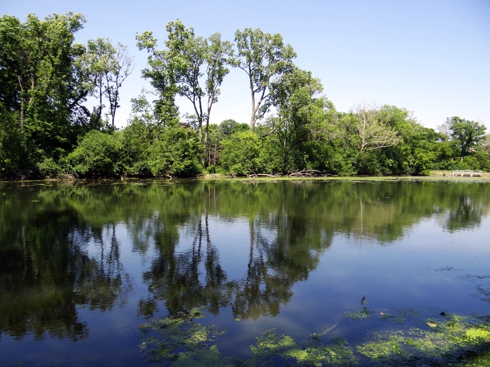 Landscape tree water nature