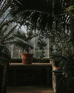 Foto árbol luz planta madera