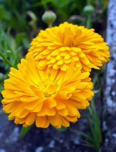 自然 植物 花 花弁 写真