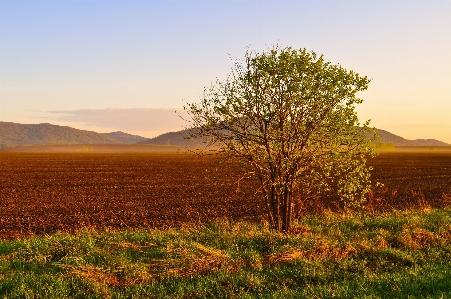 Landscape tree nature grass Photo