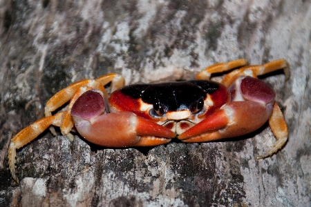 Foto Pohon alam belalai satwa