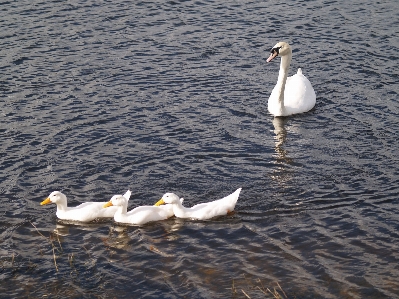 Sea bird wing lake Photo