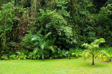 Foto árbol naturaleza bosque exterior