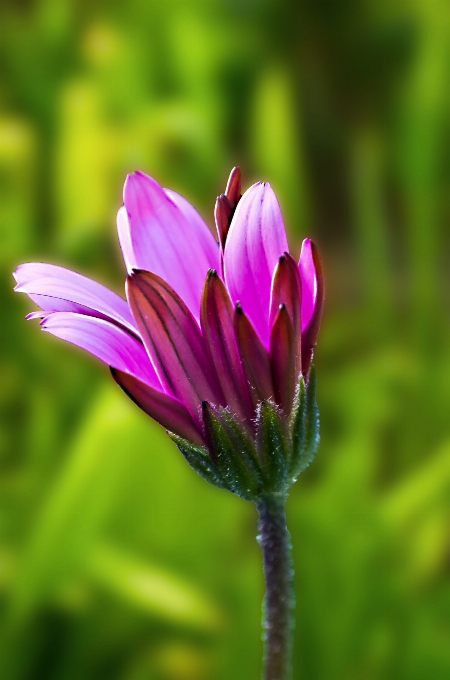 Natur gras blüte anlage