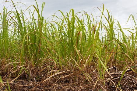 Grass plant field lawn Photo