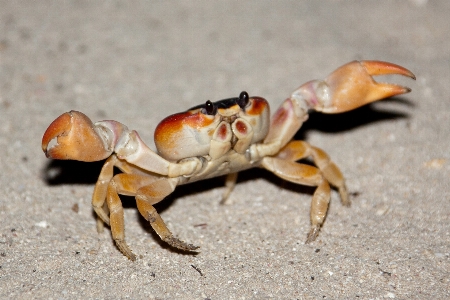 Beach nature sand animal Photo