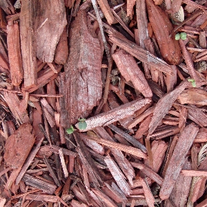 Outdoor branch plant wood Photo