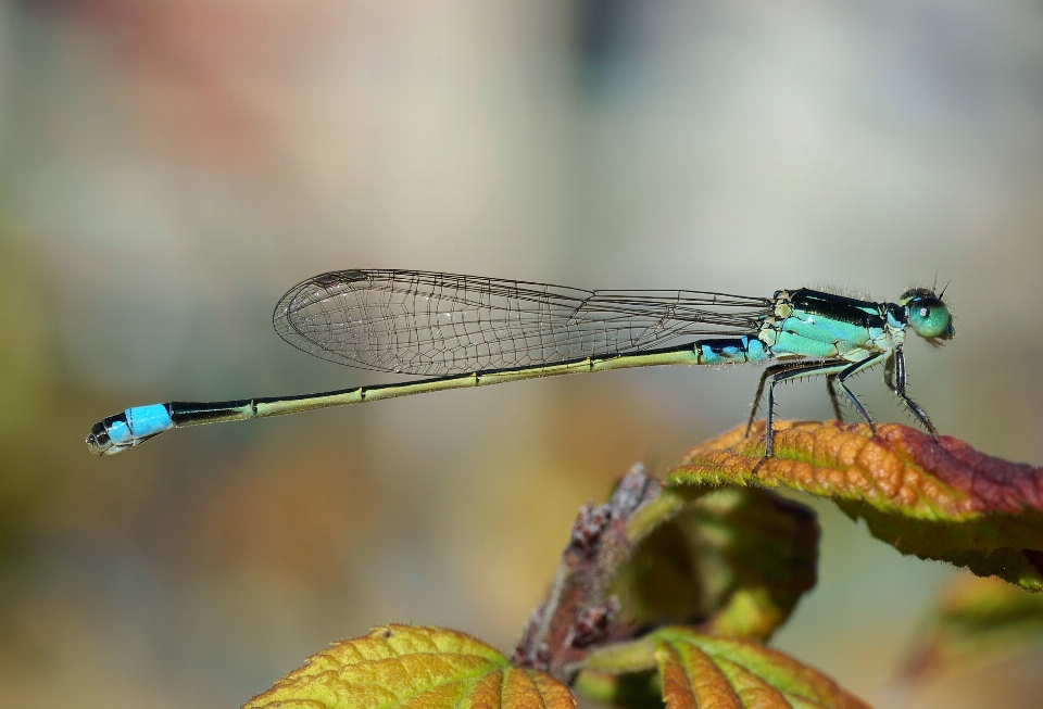 Nature wing photography female