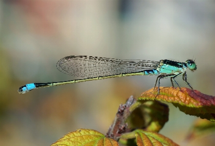 Nature wing photography female Photo