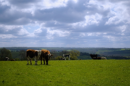 Landscape grass cloud sky Photo