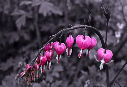 自然 花 植物 白 写真