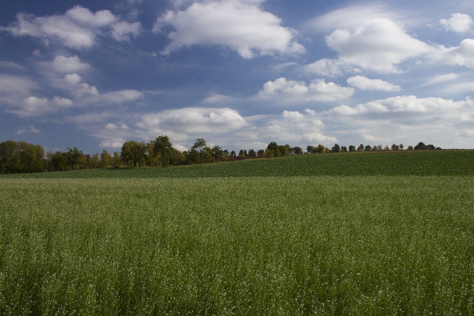 Landscape nature grass horizon