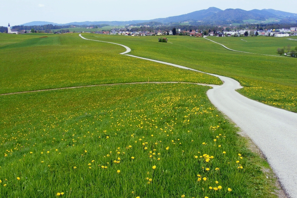 Paysage herbe horizon route