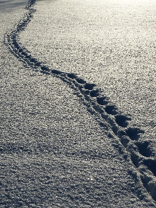 Zdjęcie Morze piasek horyzont śnieg