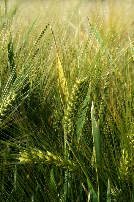 Nature grass plant field