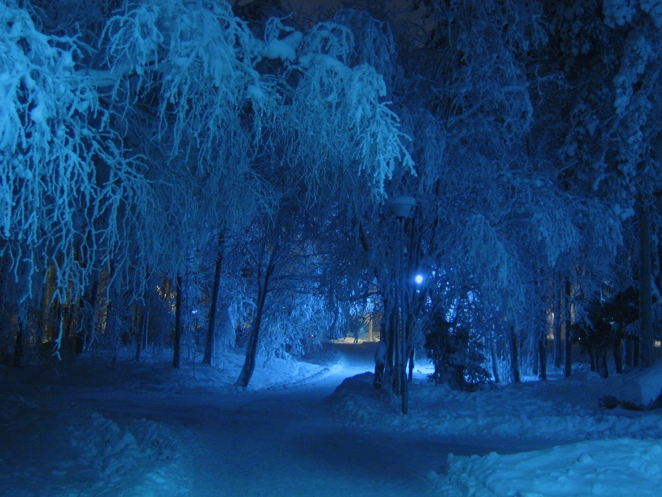 дерево лес ветвь снег