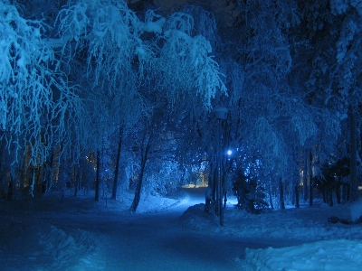 Tree forest branch snow Photo