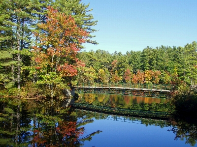 Landscape tree water nature Photo