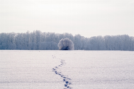 Tree nature forest mountain Photo