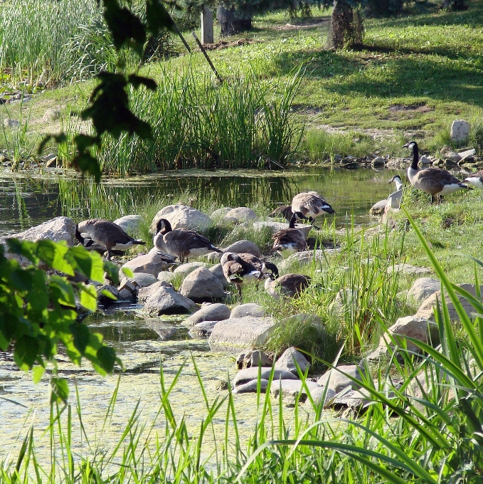 Alam rumput rawa burung