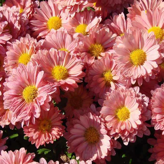 Nature blossom plant flower