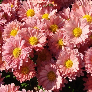 Foto Natura fiore pianta petalo